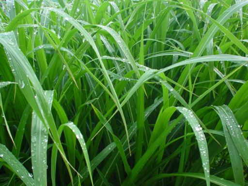 早朝。雨上がり。爽やかで綺麗だなぁっと思って。雑草ですけれど…。
